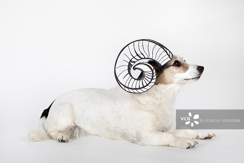 白底上画着角的白羊座混种狗图片素材