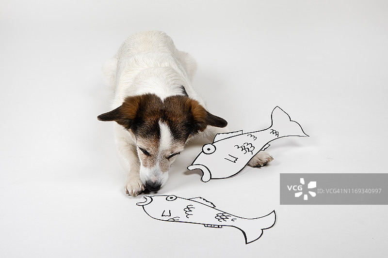 白色背景上画着鱼的串串狗图片素材