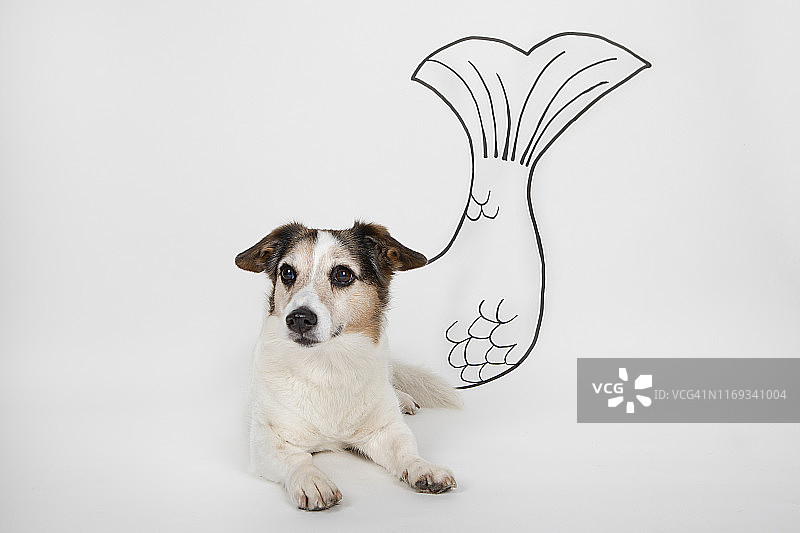 水瓶座混血犬 портрет图片素材