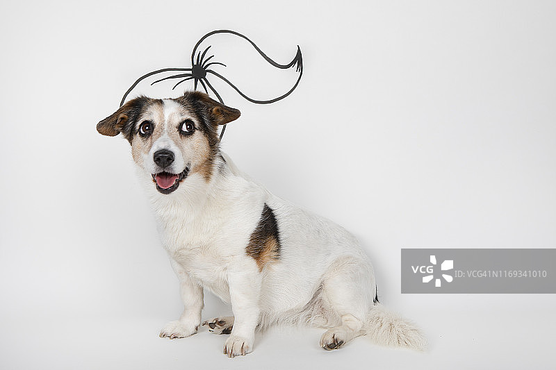 白色背景前的扎马尾混种犬肖像图片素材