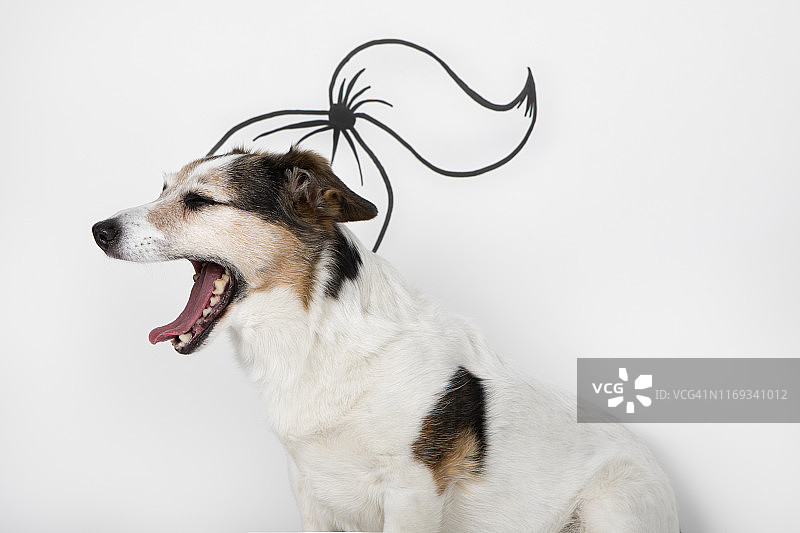 在白色背景前，扎着马尾的混种狗打着哈欠图片素材