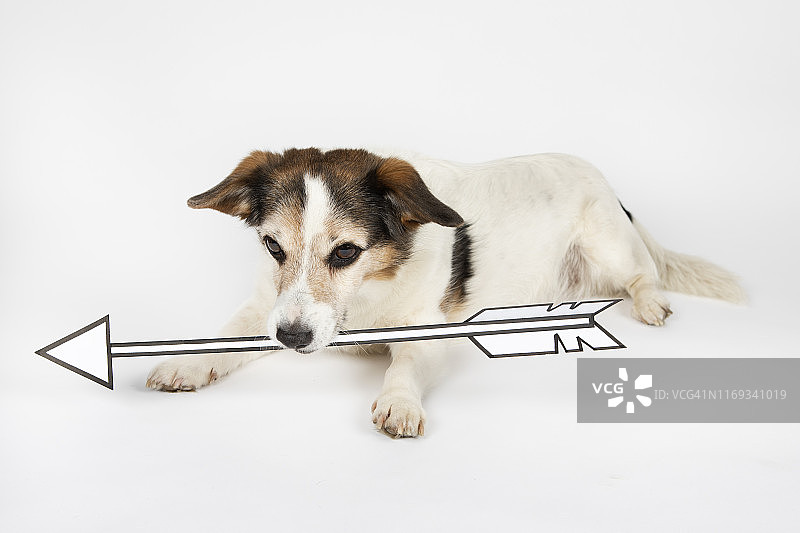 画着箭头的混种狗躺在白色地面上的肖像图片素材