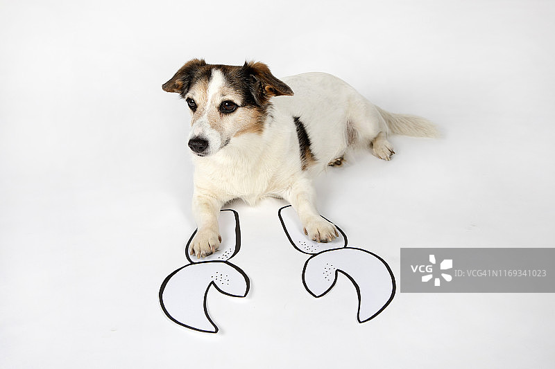 白色背景上带有钳子的巨蟹座混血犬肖像图片素材