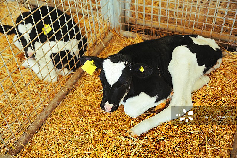 农场上的新生小牛图片素材