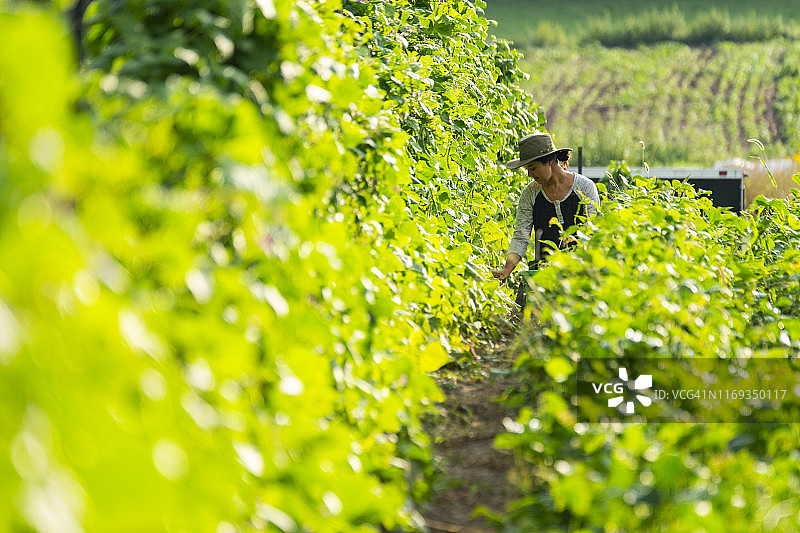 有机可持续小规模农业：年轻女农民采摘豆子图片素材