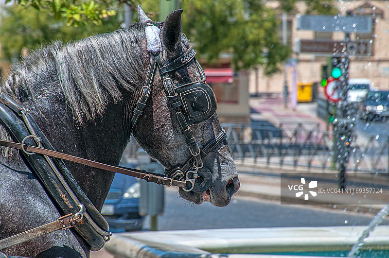 工作中的马肖像图片素材