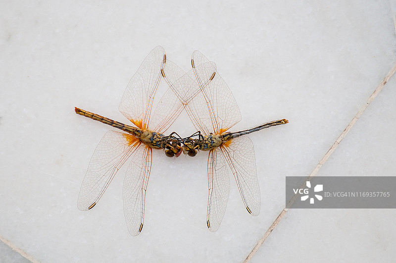 互相缠斗的黄蜻图片素材