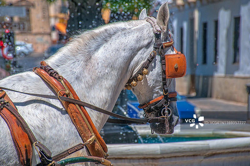 工作中的马肖像图片素材