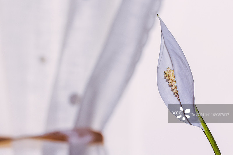 白掌花特写图片素材