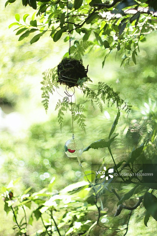 日本苔藓球风铃图片素材