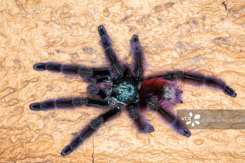 五彩捕鸟蛛图片素材