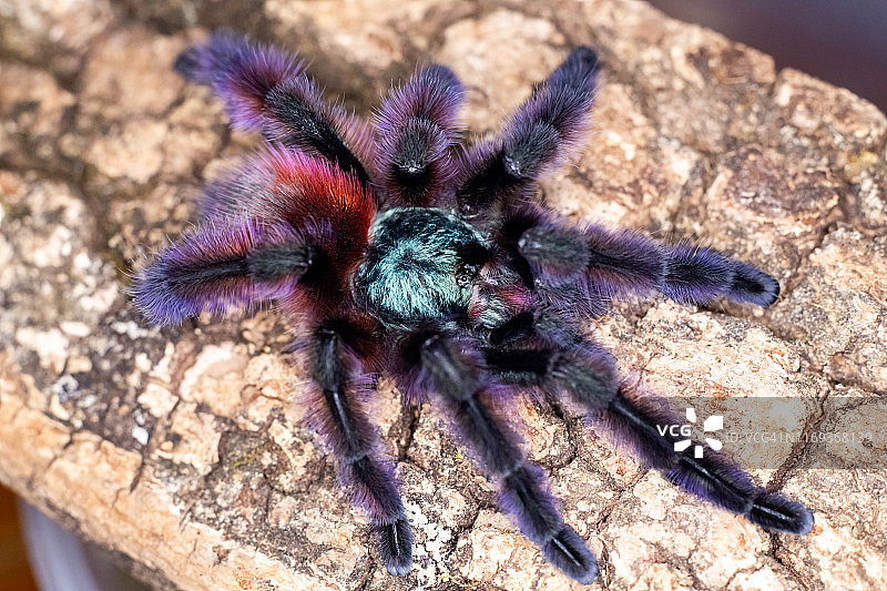 五彩捕鸟蛛图片素材