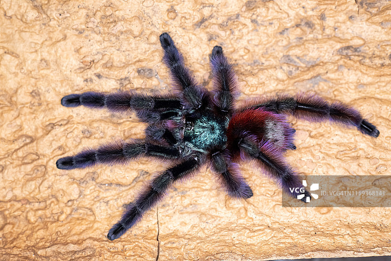 五彩捕鸟蛛图片素材