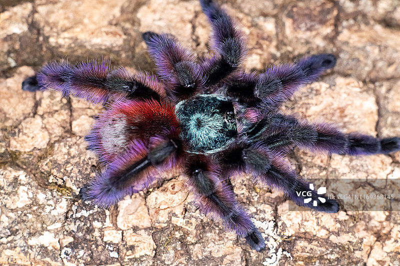 五彩捕鸟蛛图片素材