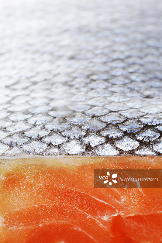 银鲑鱼特写图片素材