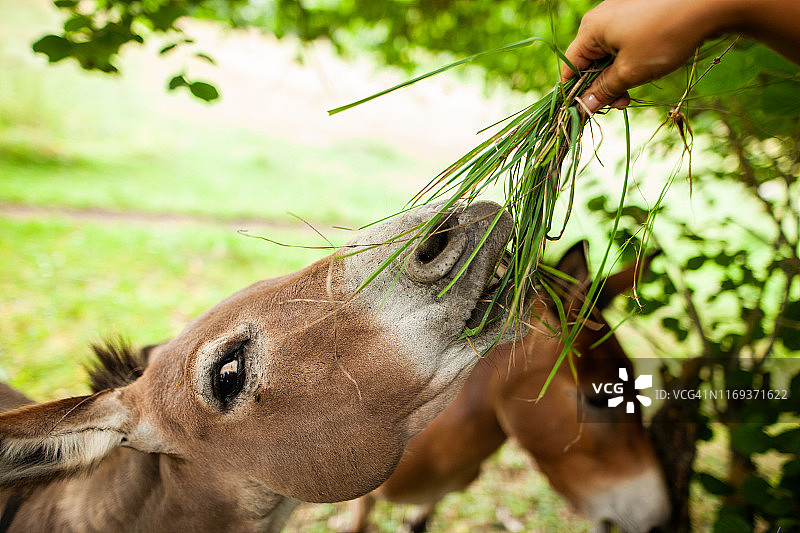 动物群 - 喂驴、骡子、马图片素材