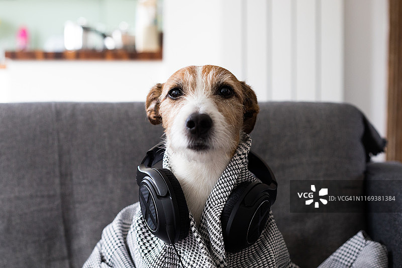 穿着格子夹克、戴着耳机的杰克罗素梗犬坐在沙发上图片素材
