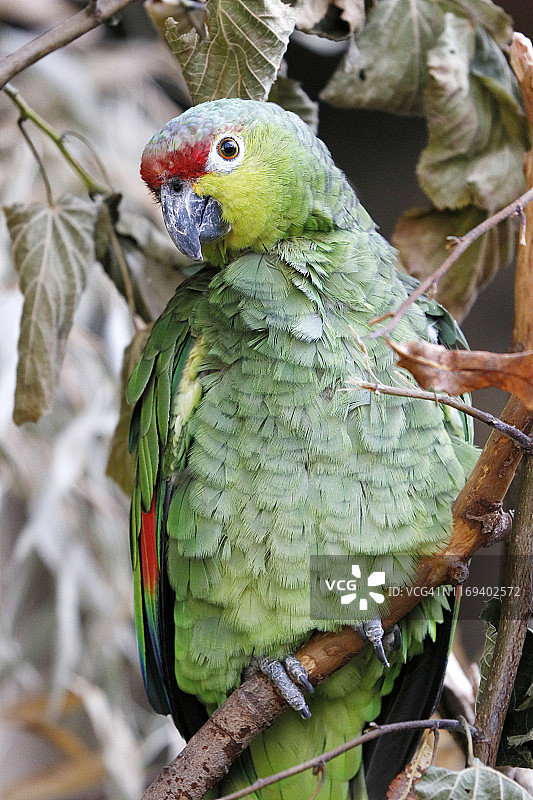 厄瓜多尔红额亚马逊鹦鹉图片素材