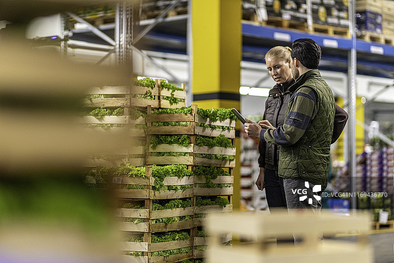 仓库里的生菜图片素材