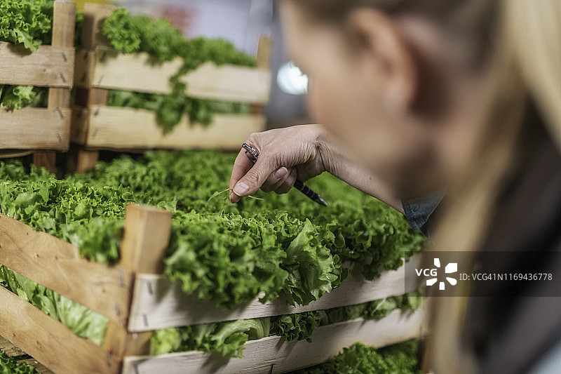 独立的生菜板条箱图片素材