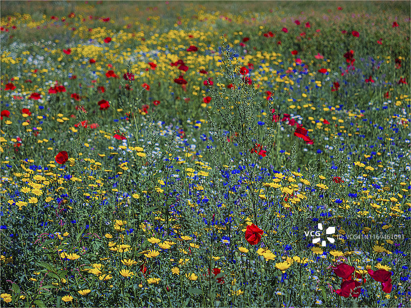 英格兰伦敦伊灵 Gunnersbury 公园的夏日野花图片素材