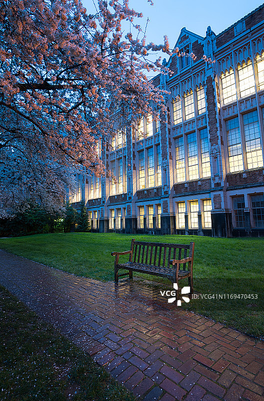 华盛顿大学的夜樱图片素材