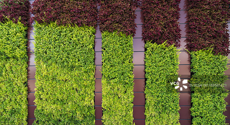 用植物装饰的墙壁图片素材