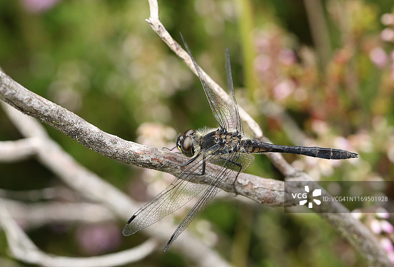 栖息在沼泽边缘树枝上的雄性黑 dart 蜻蜓图片素材