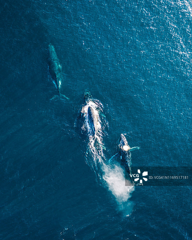 澳大利亚海岸的三只座头鲸，无人机航拍图片素材