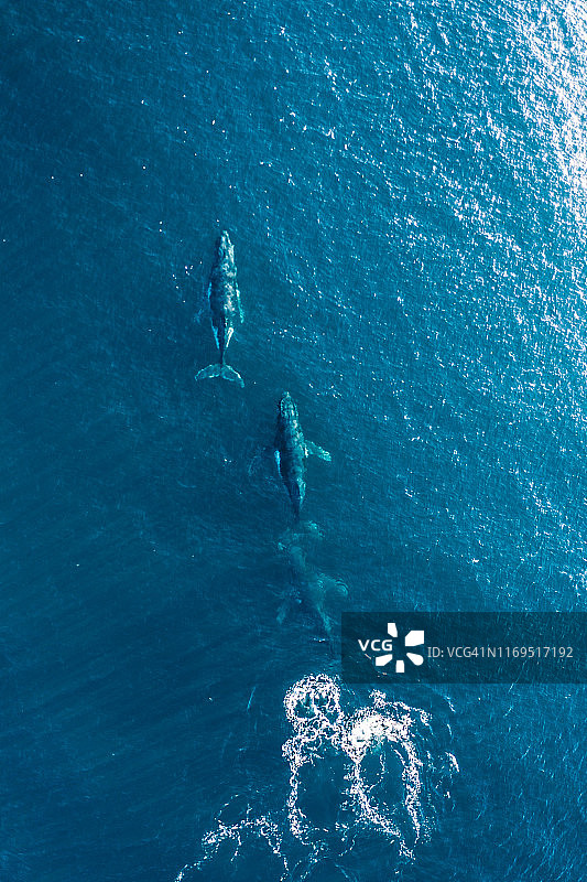 澳大利亚海岸的三只座头鲸，无人机航拍图片素材