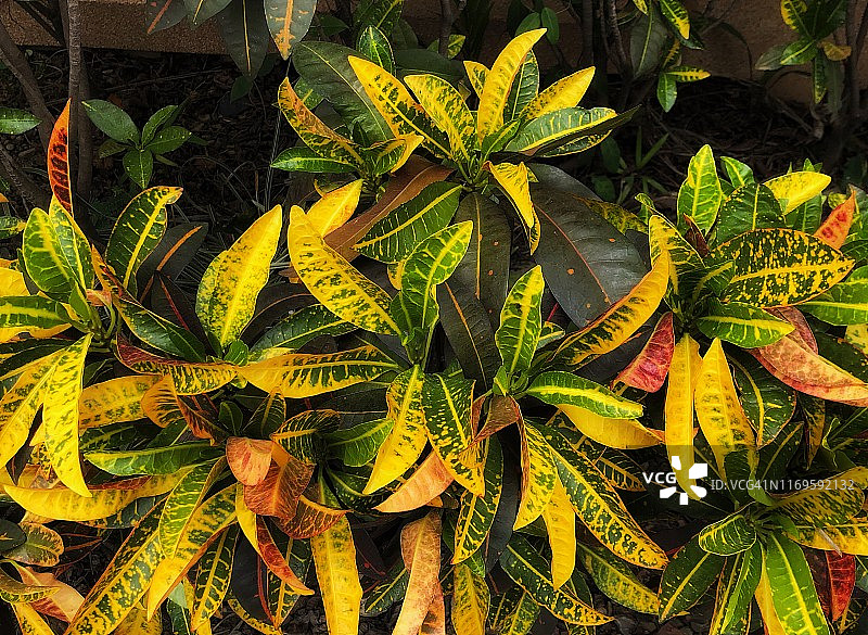 彩色变叶木叶子背景图片素材