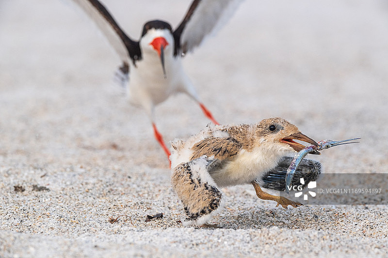 黑剪嘴鸥带着大针鱼逃离图片素材