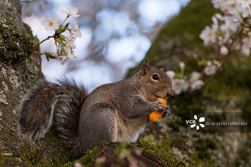 奶酪泡芙松鼠图片素材