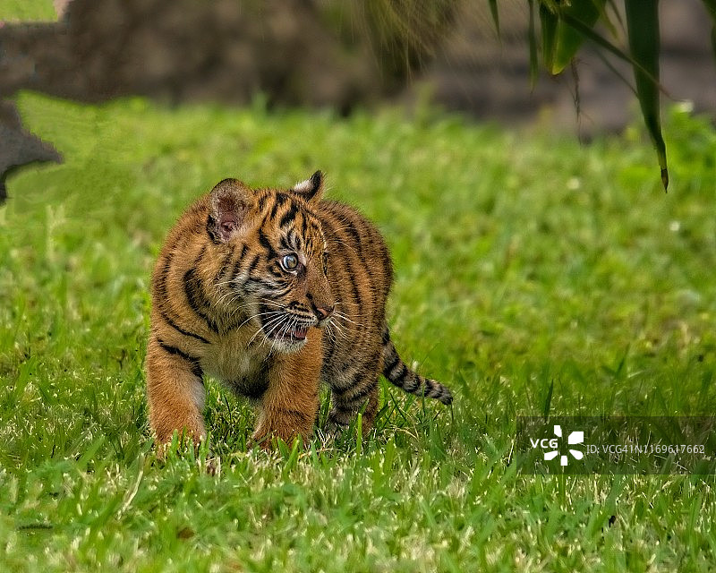 一只好奇地探索周围环境的幼虎图片素材