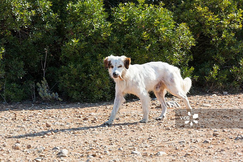 葡萄牙的狗嘴里叼着香肠图片素材