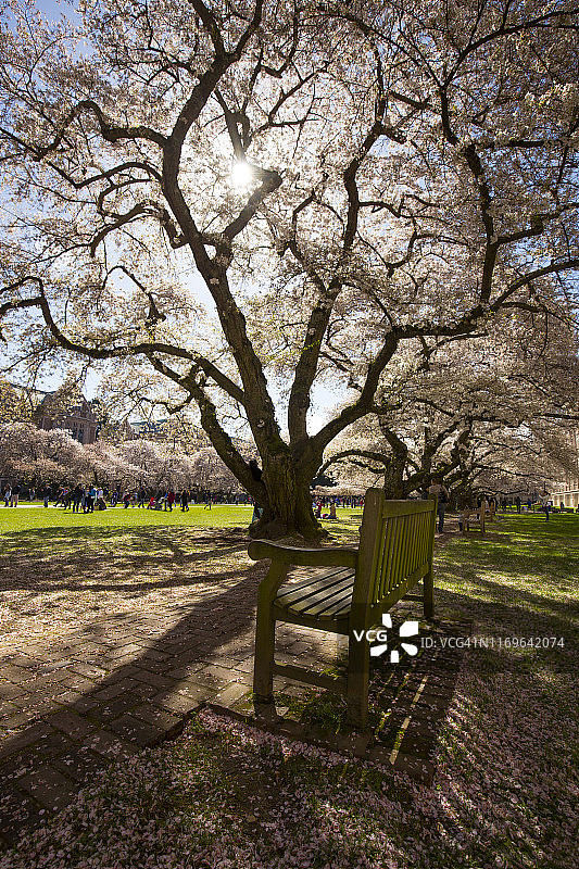 华盛顿大学的樱花图片素材