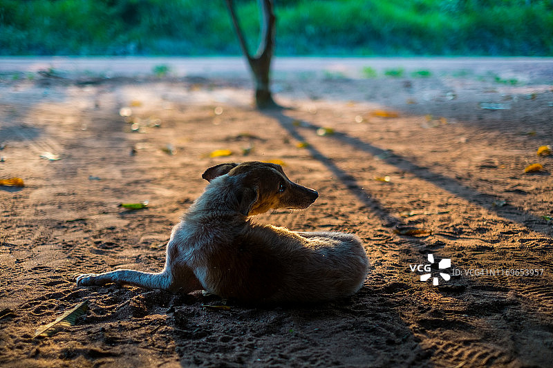 玻利维亚里贝拉尔塔，休息中的狗图片素材