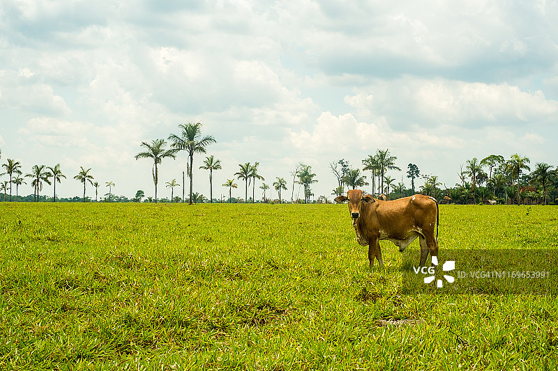 玻利维亚里韦拉尔塔草地上的牛，棕榈树背景图片素材