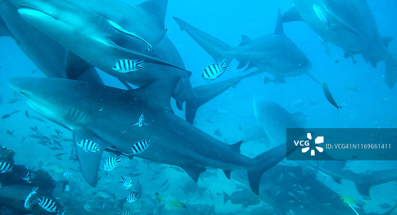 公牛鲨图片素材