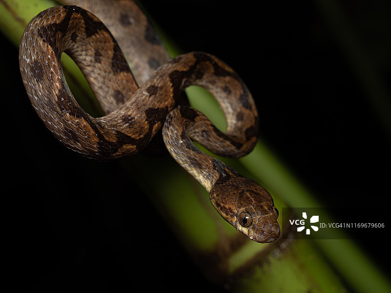 奥萨半岛的猫眼蛇图片素材