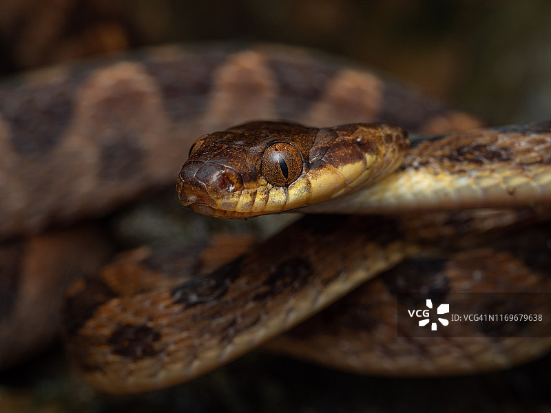 奥萨半岛的猫眼蛇图片素材