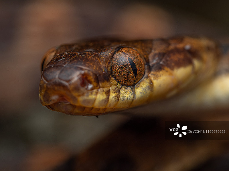 奥萨半岛的猫眼蛇图片素材