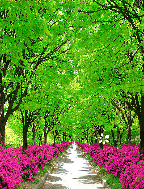 皇家杜鹃花与公园图片素材