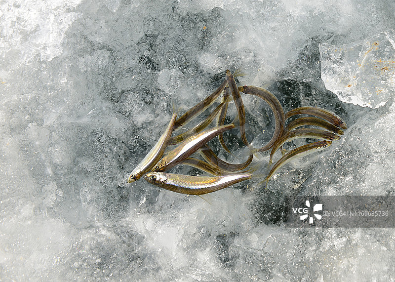 冰中的胡瓜鱼图片素材