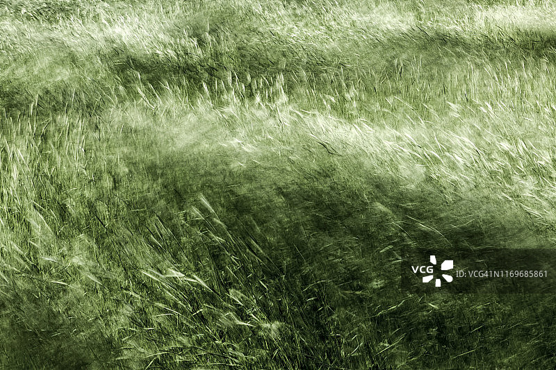 韩国昌宁的麦田和风图片素材