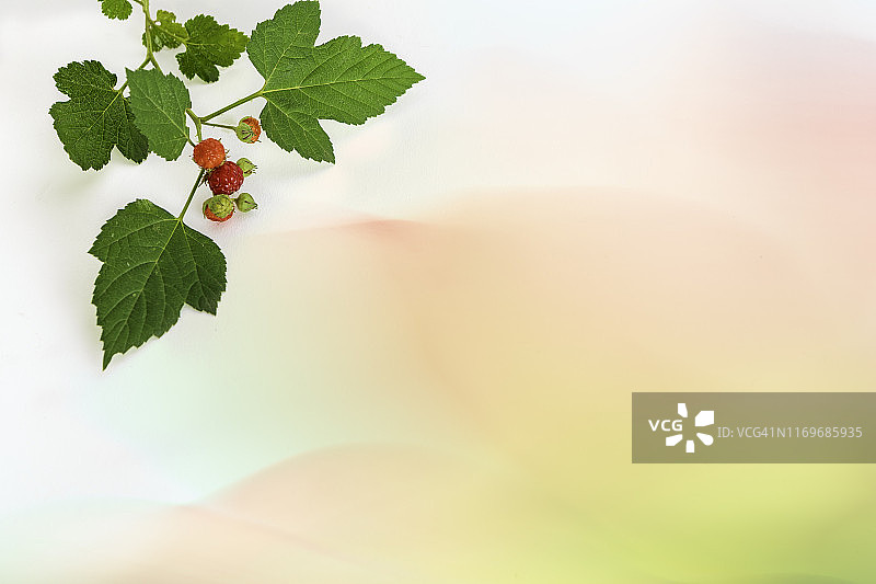 浆果和果汁图片素材