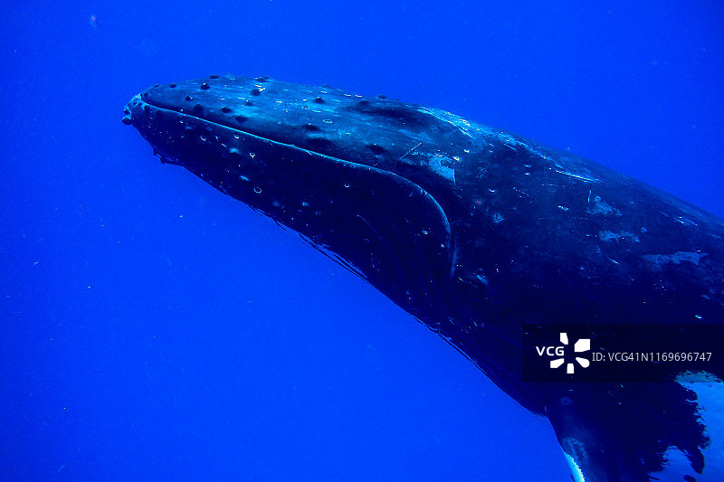 座头鲸水下照片图片素材