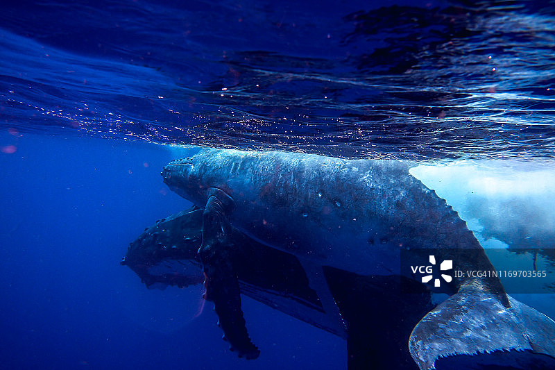 座头鲸水下照片图片素材