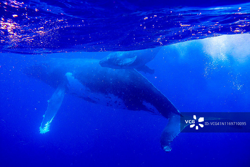 座头鲸水下照片图片素材