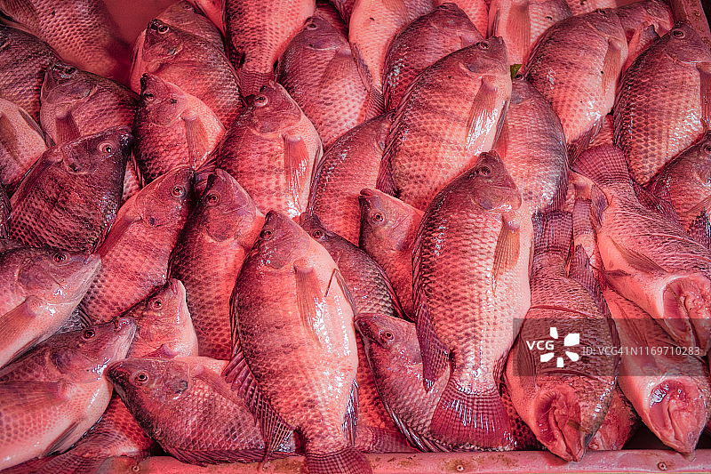 冰上的红鱼鲁迪图片素材